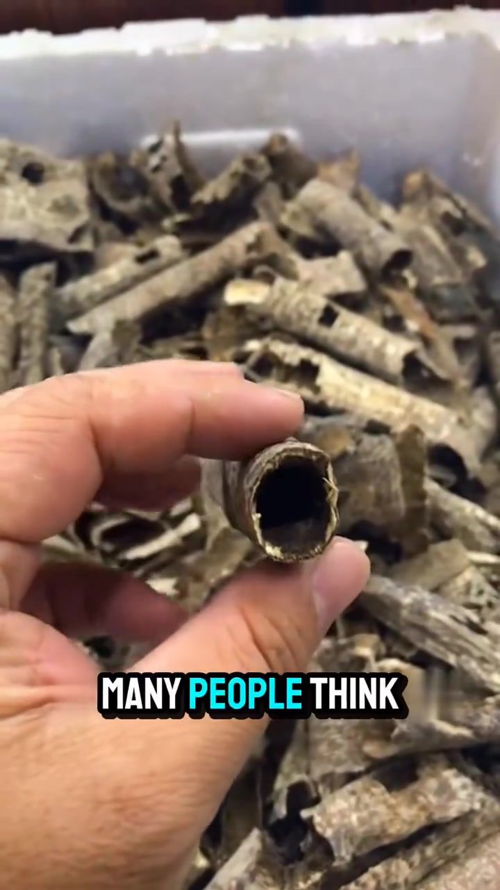 Discover How Agarwood, the World's Rarest Fragrance, Is Made