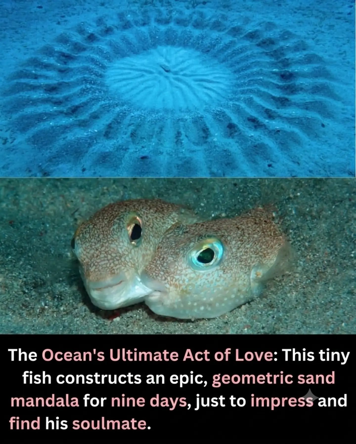 Puffers' Love Art: The Intricate Sand Mandalas