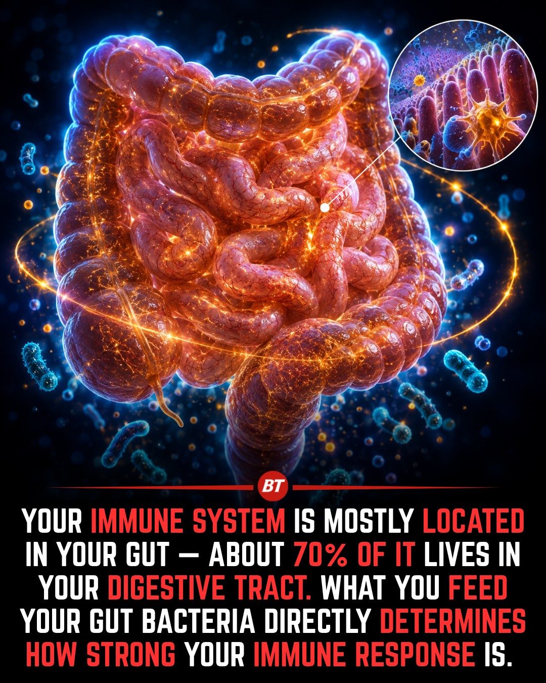 How Your Diet Boosts Gut Bacteria and Immune Health