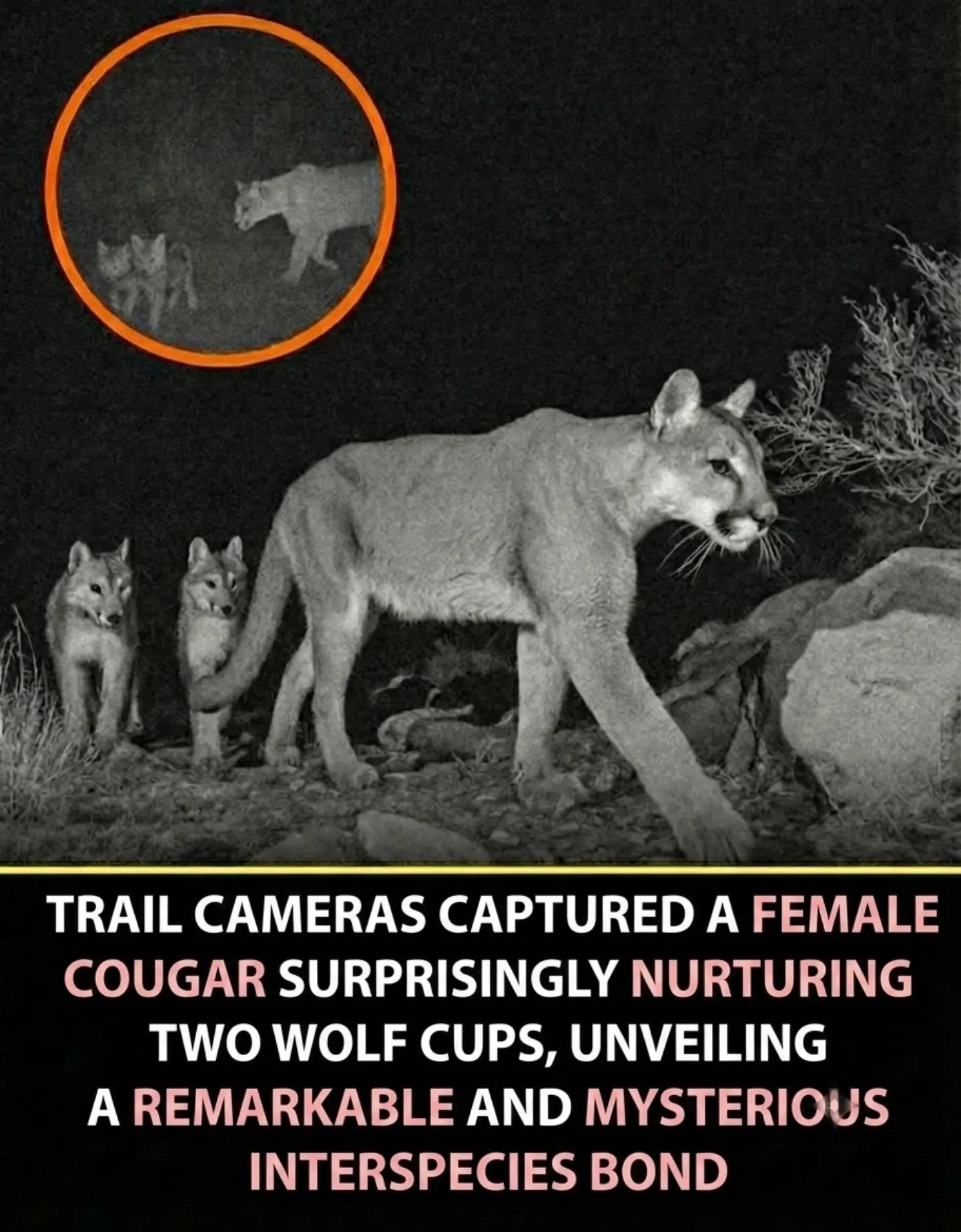 Cougar Cares for Wolf Cubs: Rare Wildlife Bond Captured