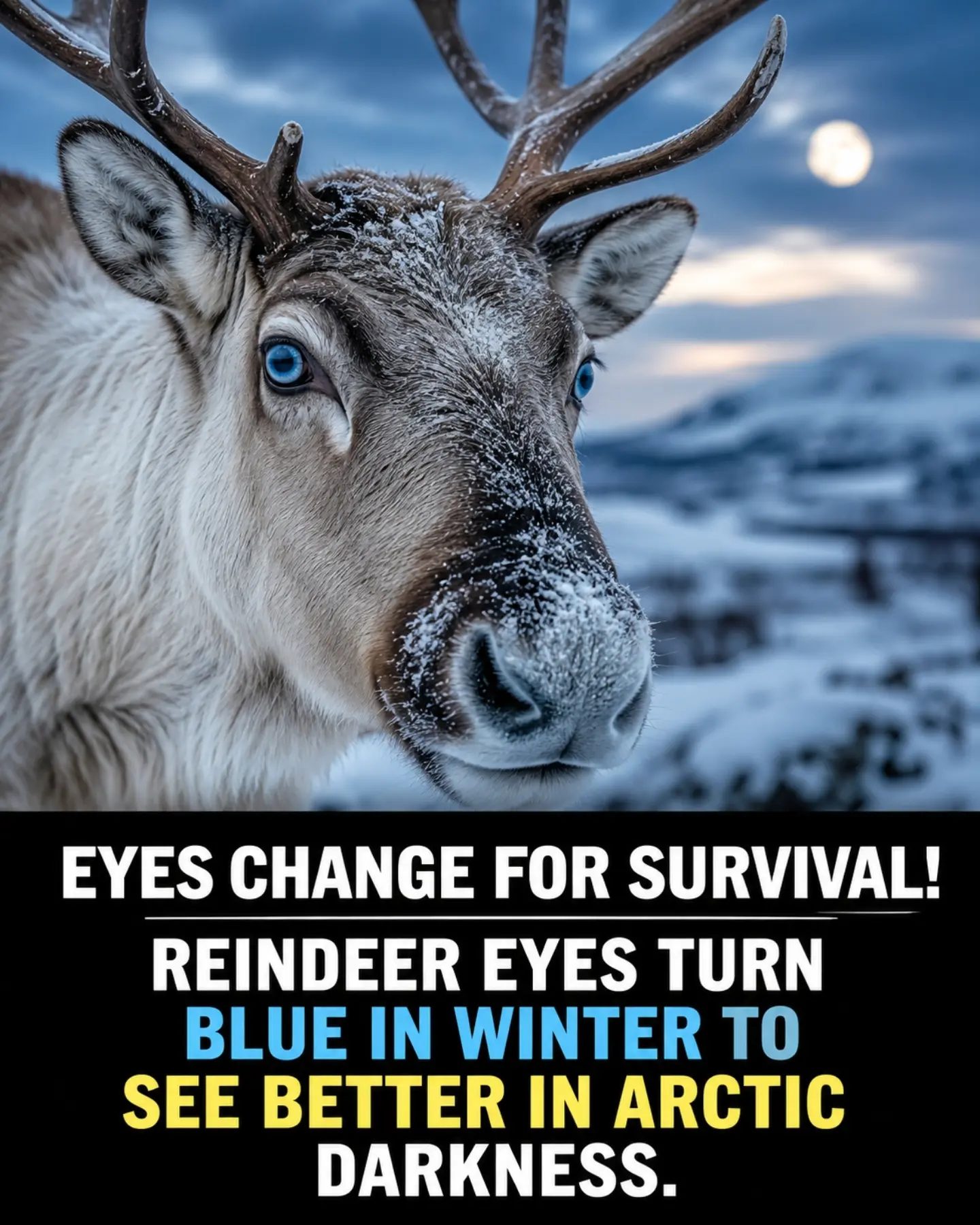 Reindeer Eyes Turn Blue in Winter: Arctic Survival Adaptation