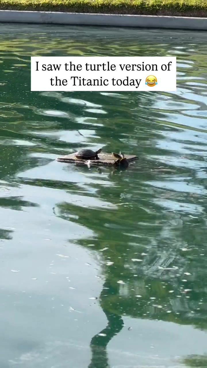 Turtle Swims Like the Titanic: A Huge Surprise