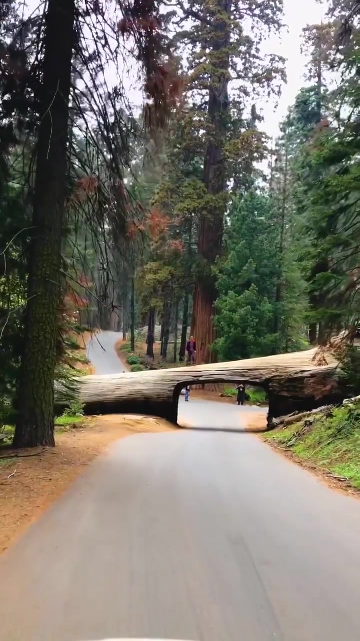 Sequoia National Park's Tunnel Log Road
