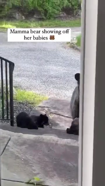 Mother Bear and Cubs Explore Residential Area