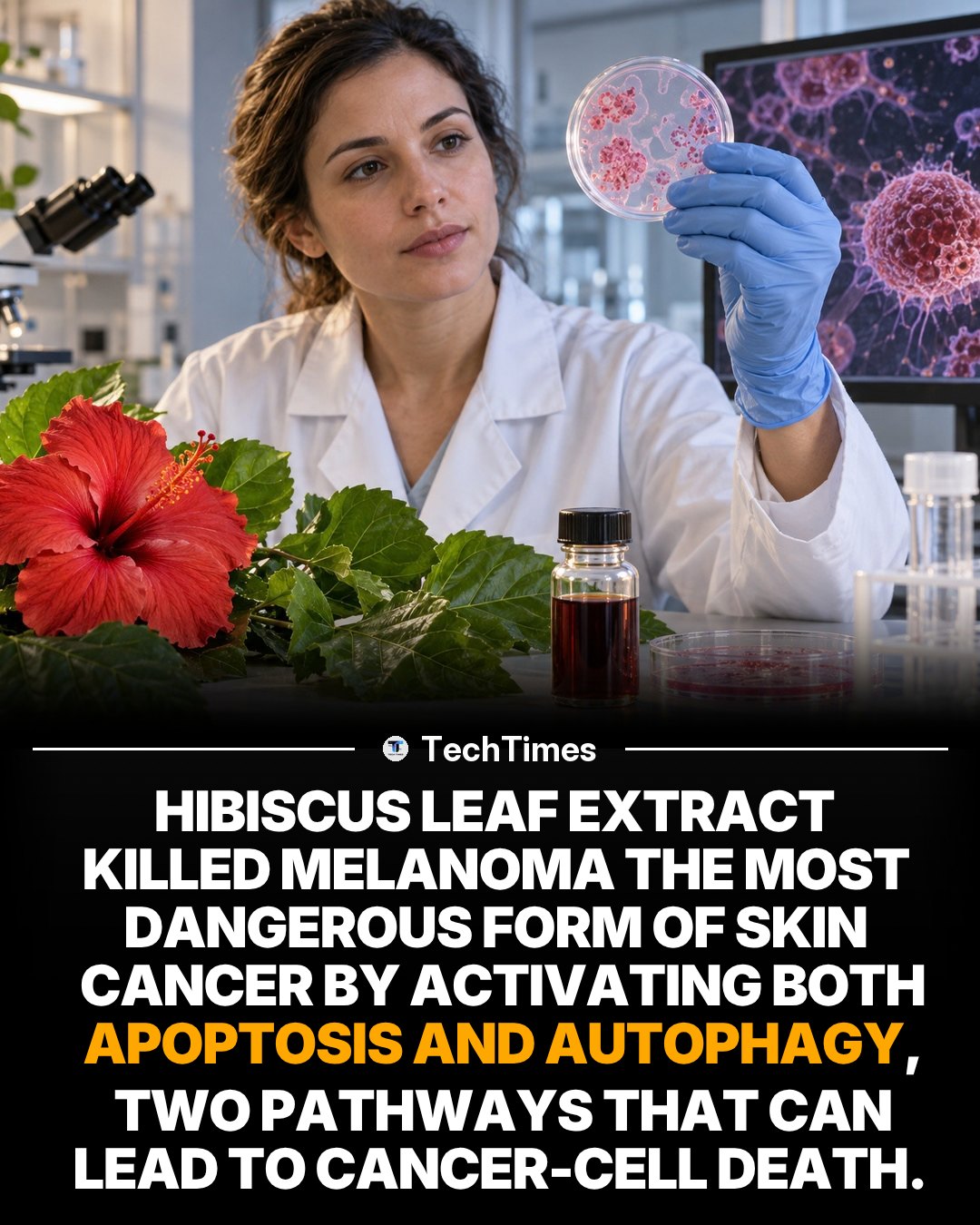 Hibiscus Leaf Extract's Anti-Melanoma Research