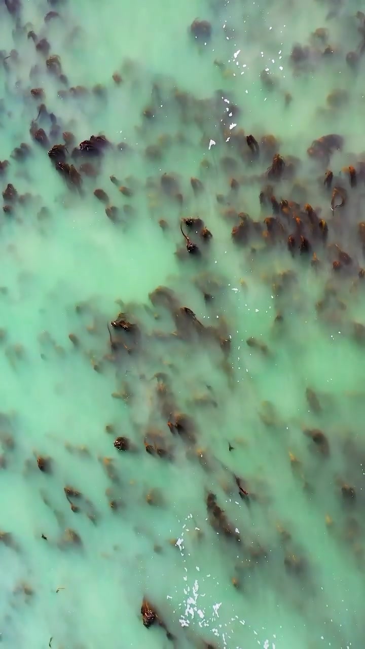 Crabs Moving in Shallow Turquoise Water