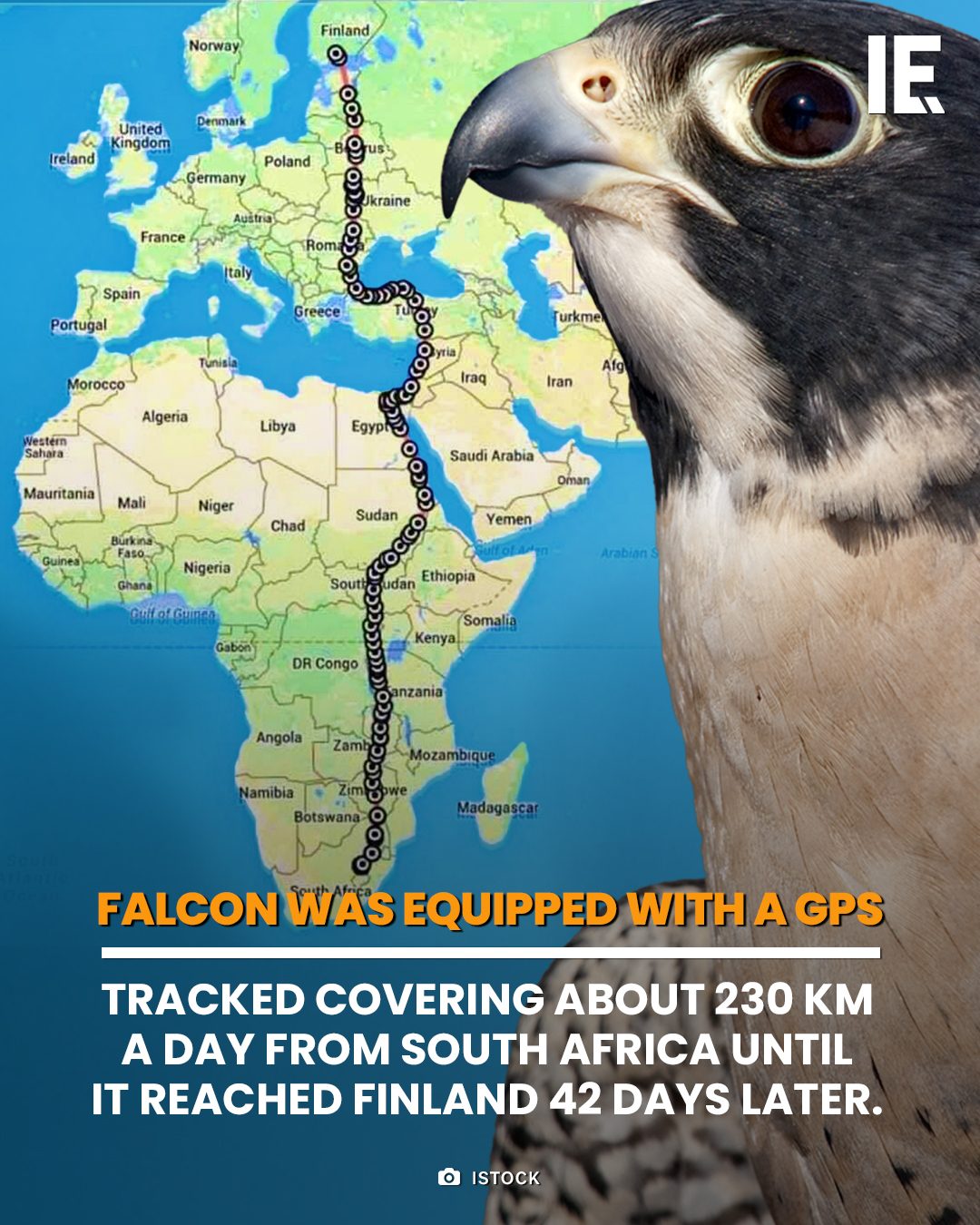 Astonishing Falcon Migration Journey From South Africa to Finland