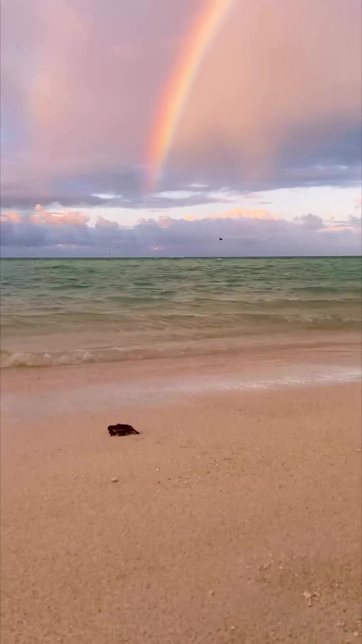 Tropical Beach Rainbow: Serene Ocean Scene