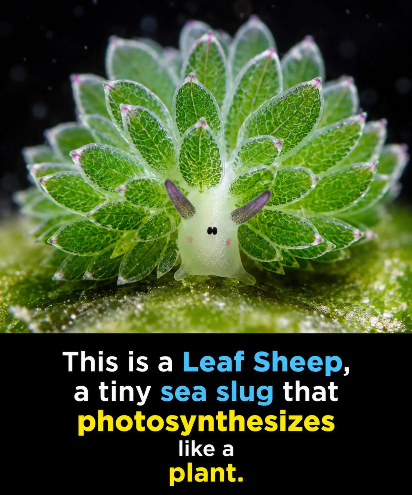 The Leaf Sheep: A Sea Slug That Photosynthesizes Like a Plant