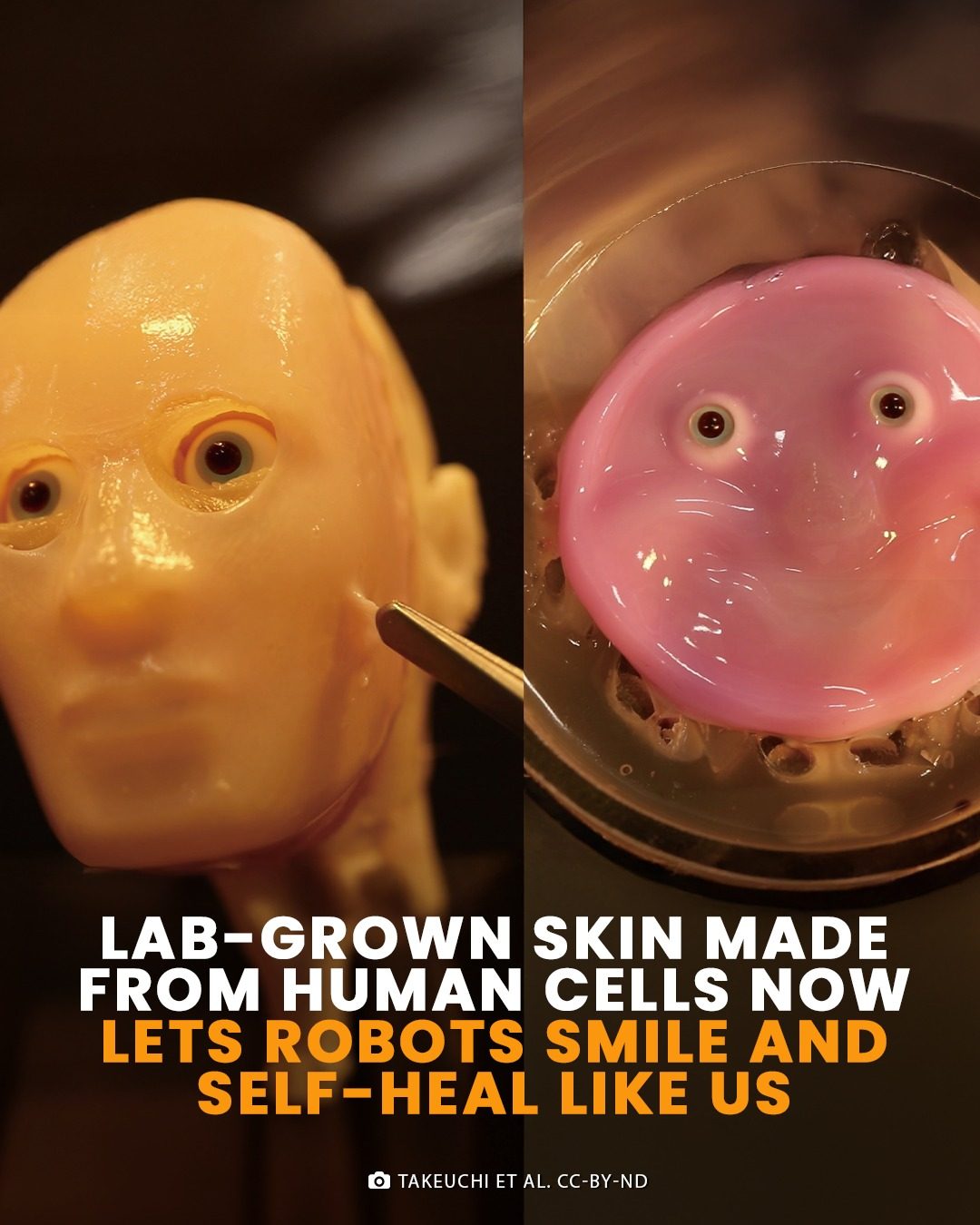 Japanese Researchers Create Lab-Grown Skin For Robots