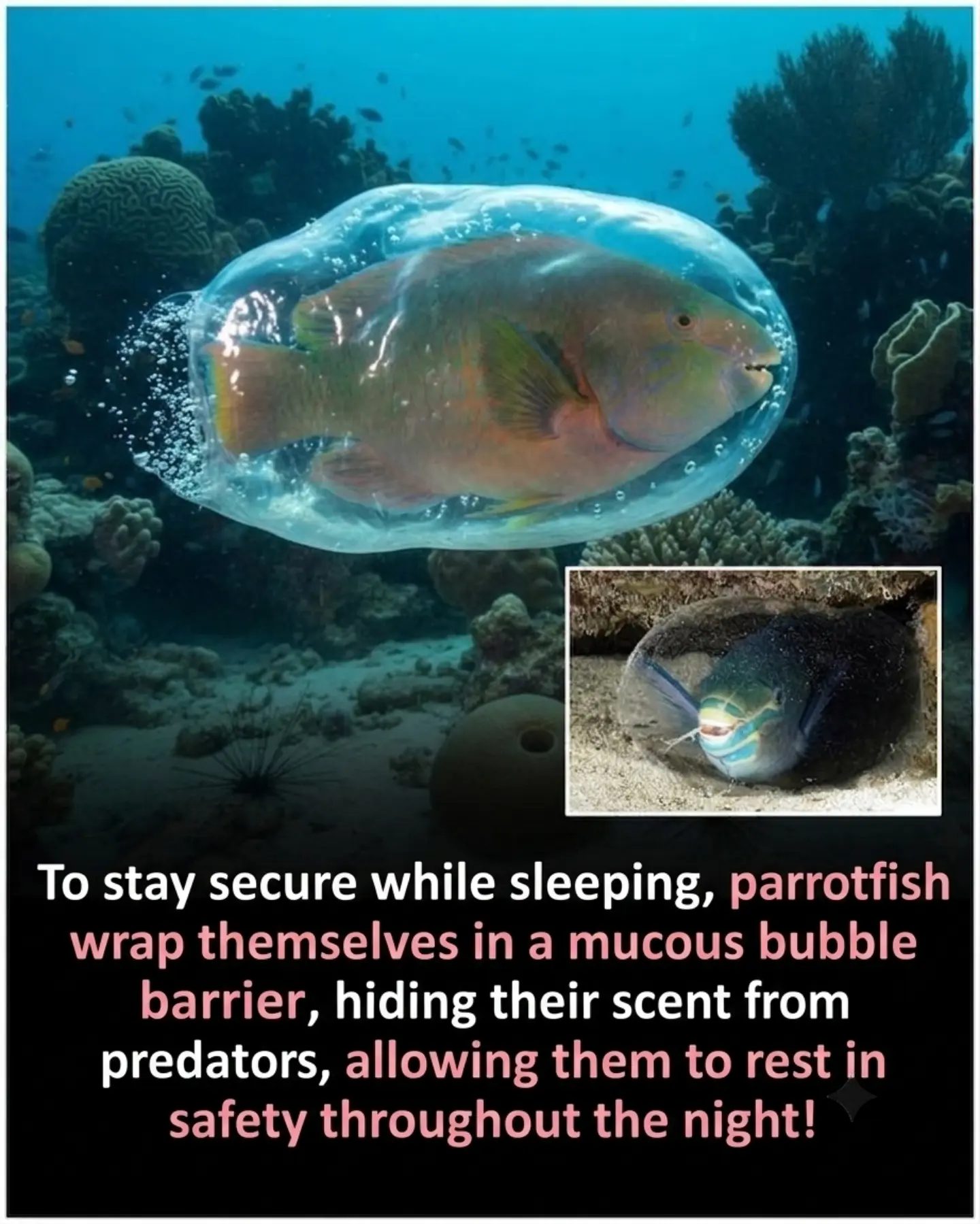 Parrotfish Sleeping: Secrets of the Mucus Bubble