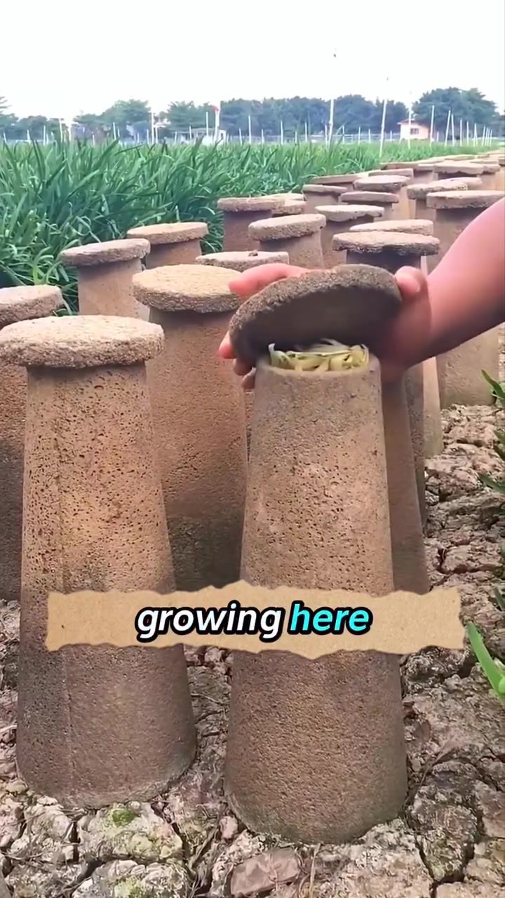 Mushroom Farming: Growing Poria & More with Unique Techniques