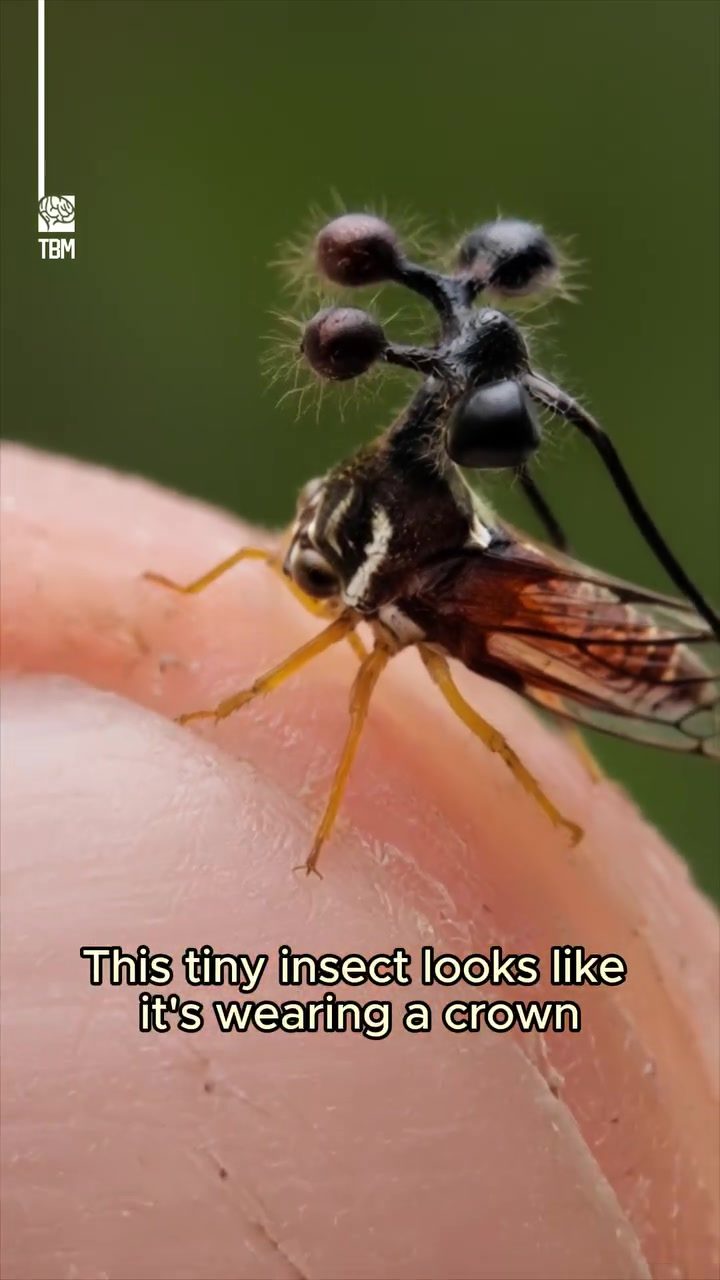 The Mystery of the Brazilian Treehopper's Crown