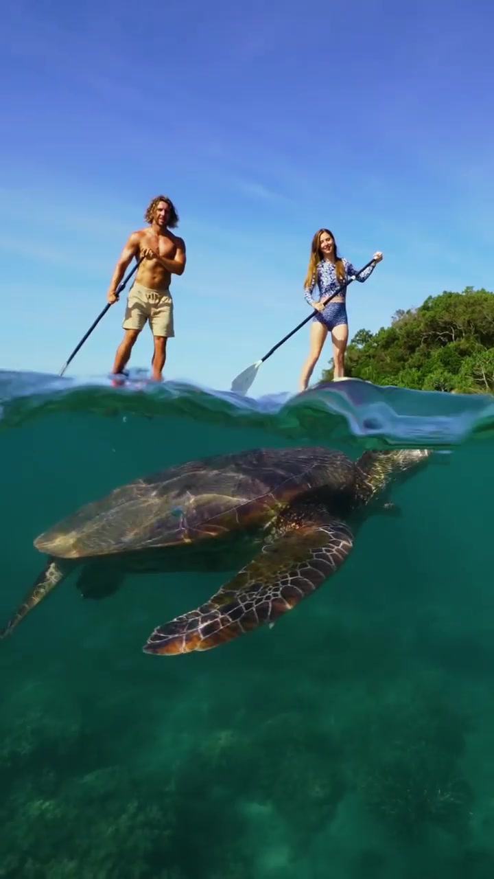 Paddleboarding with Turtles at Fitzroy Island