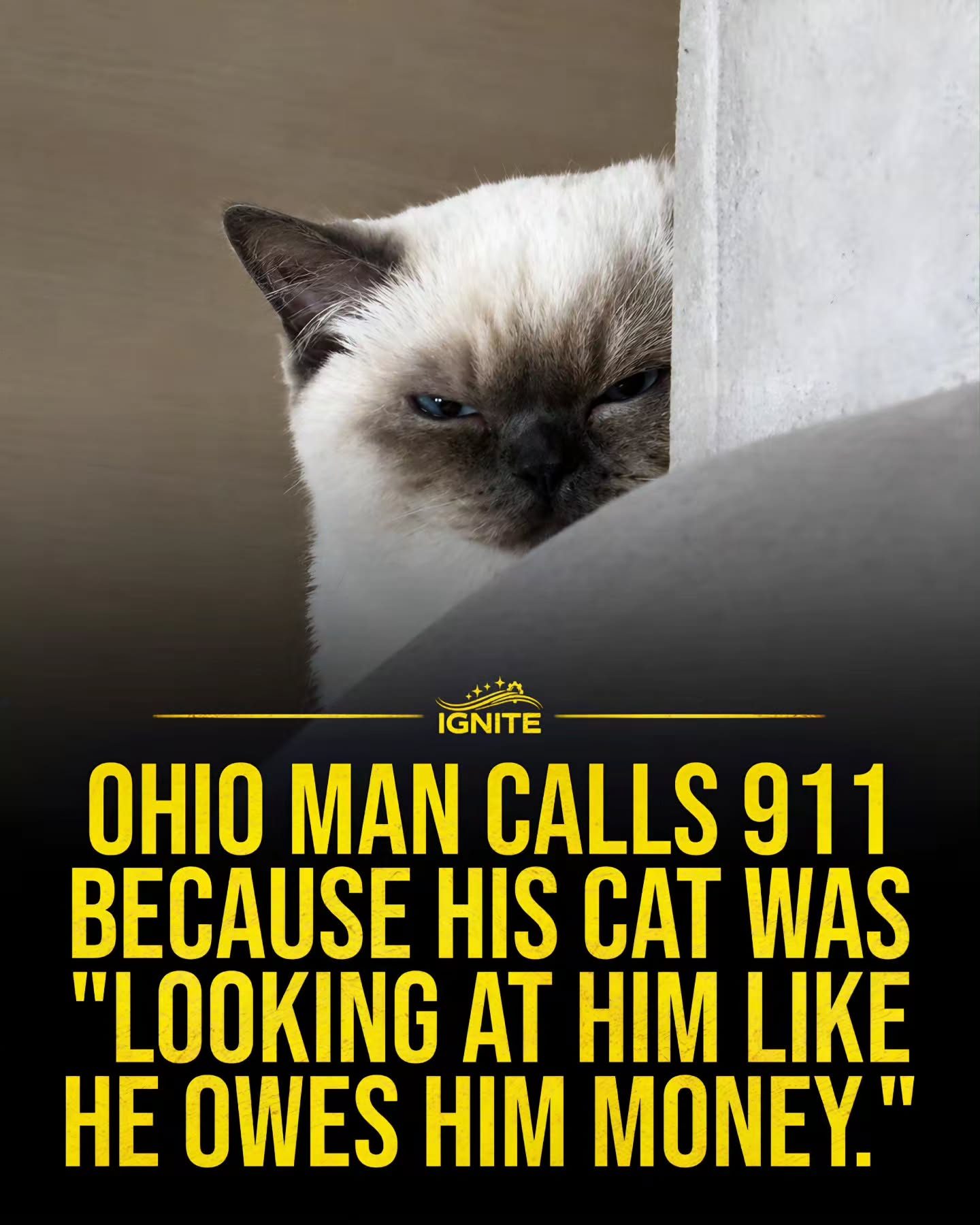 Ohio Man Calls 911 Over Cat’s Stare