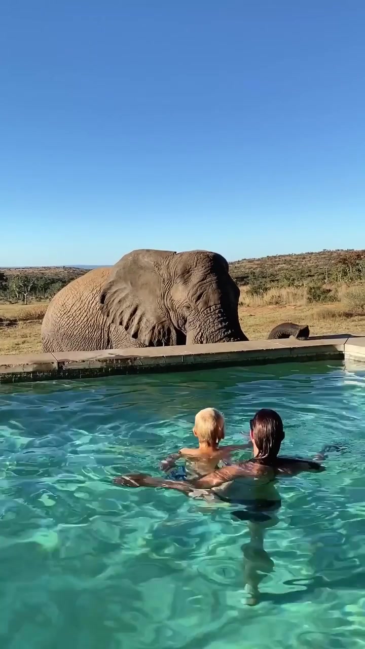 Elephant Enters Pool With Swimmers