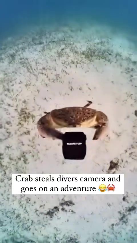 Crab Hijacks Underwater Camera on Ocean Floor Adventure