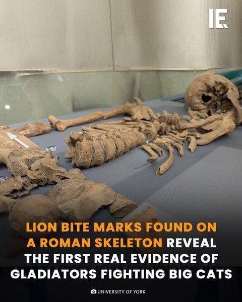 York Skeleton Reveals Gladiator-Lion Battles in Roman Britain.