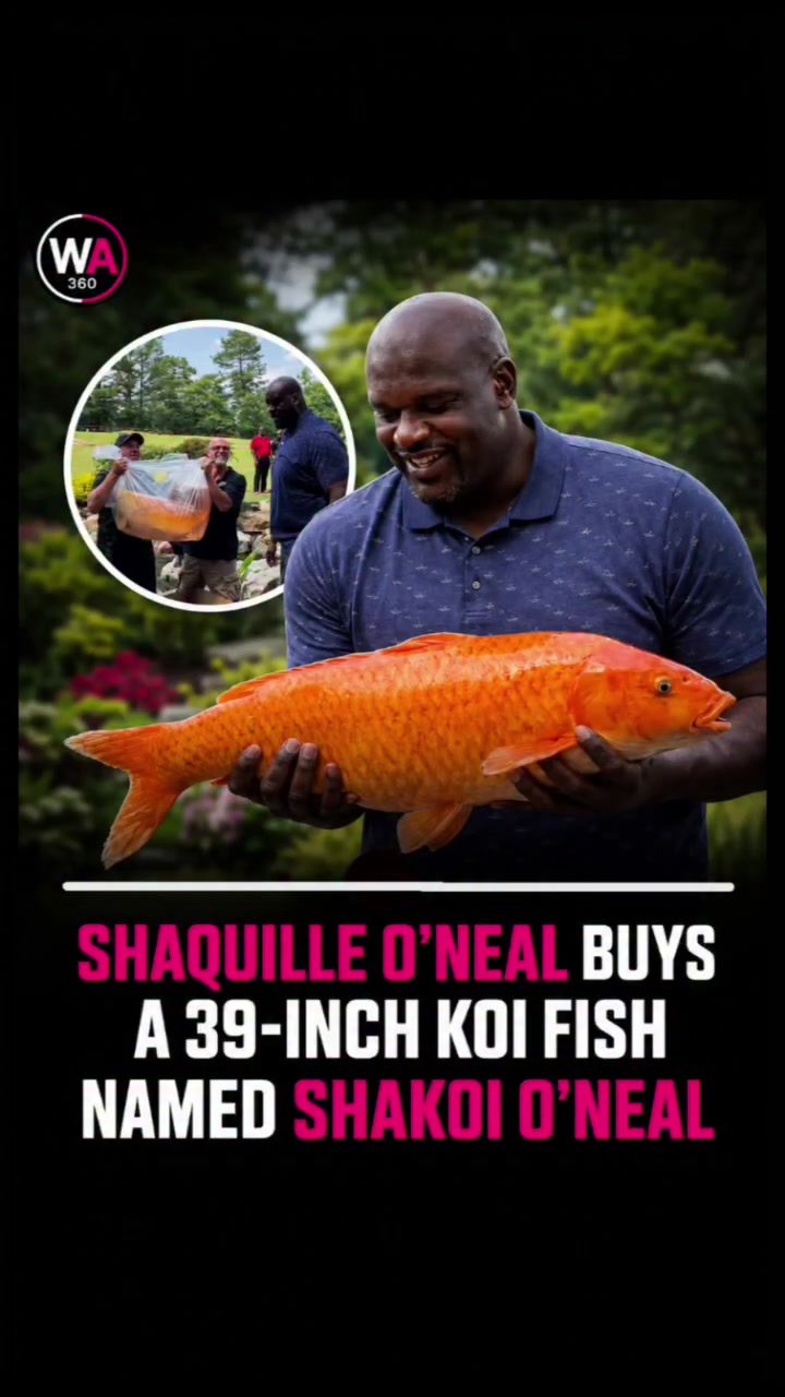 Shaquille O'Neal's Giant Koi Fish Purchase