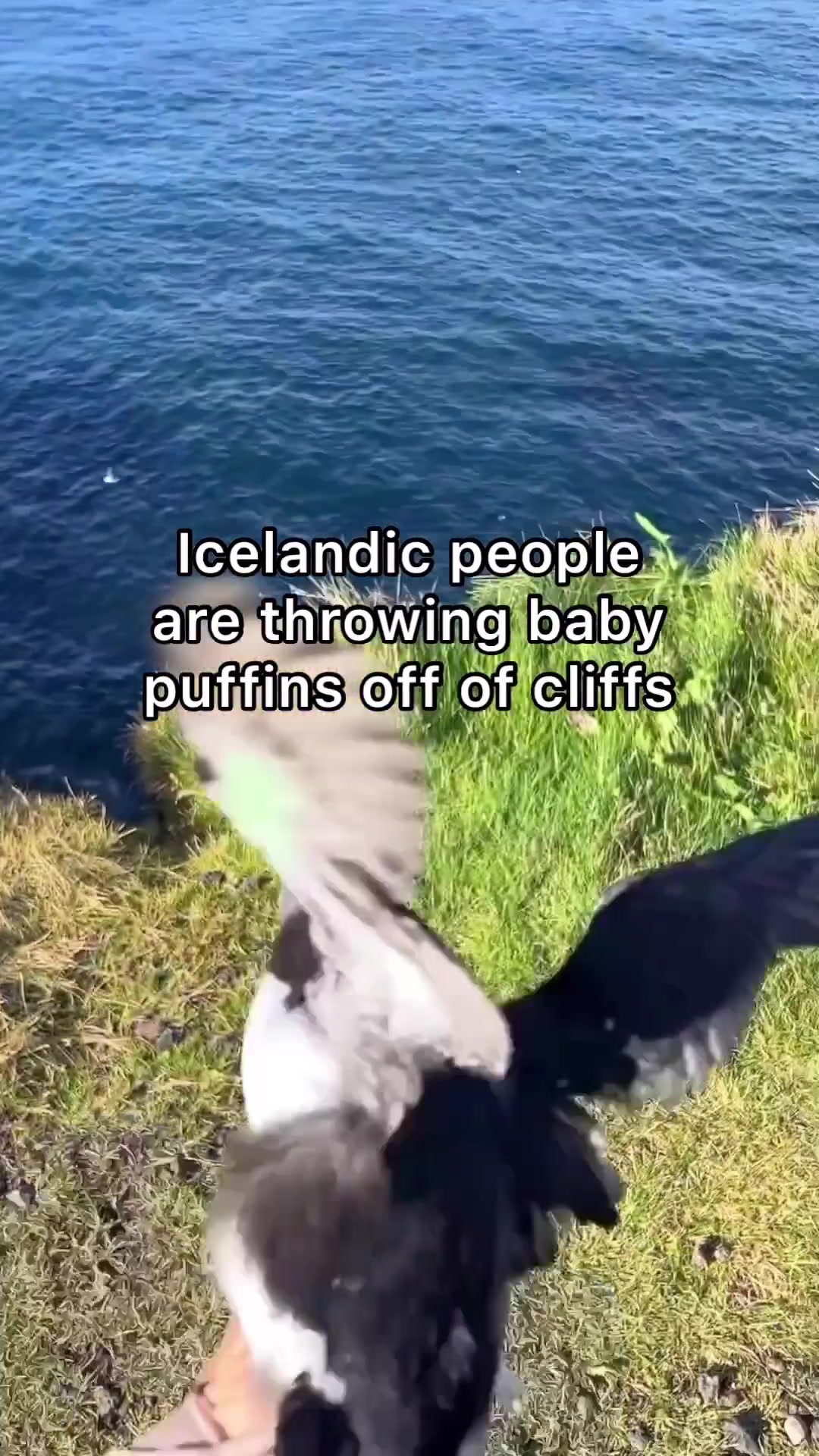 Puffling Season: Iceland's Unique Puffin Rescue
