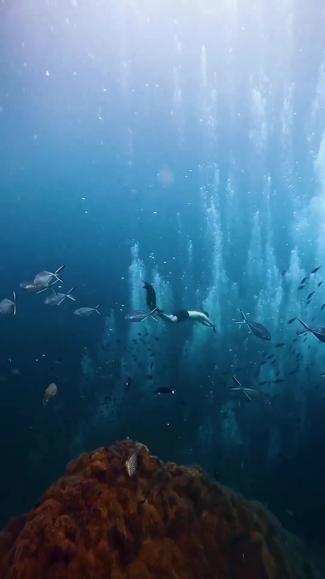 Freediving at Koh Tao's Southwest Pinnacle
