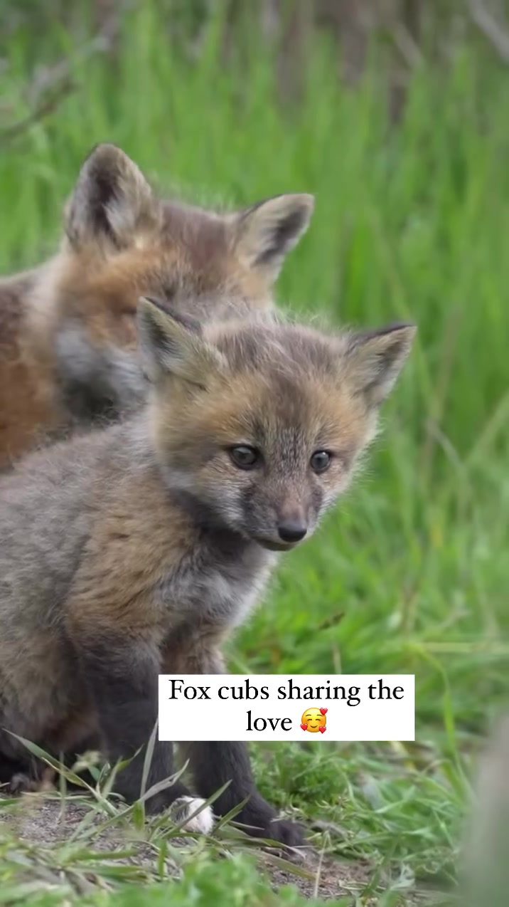 Fox Cubs Showcase Sibling Love in the Wild
