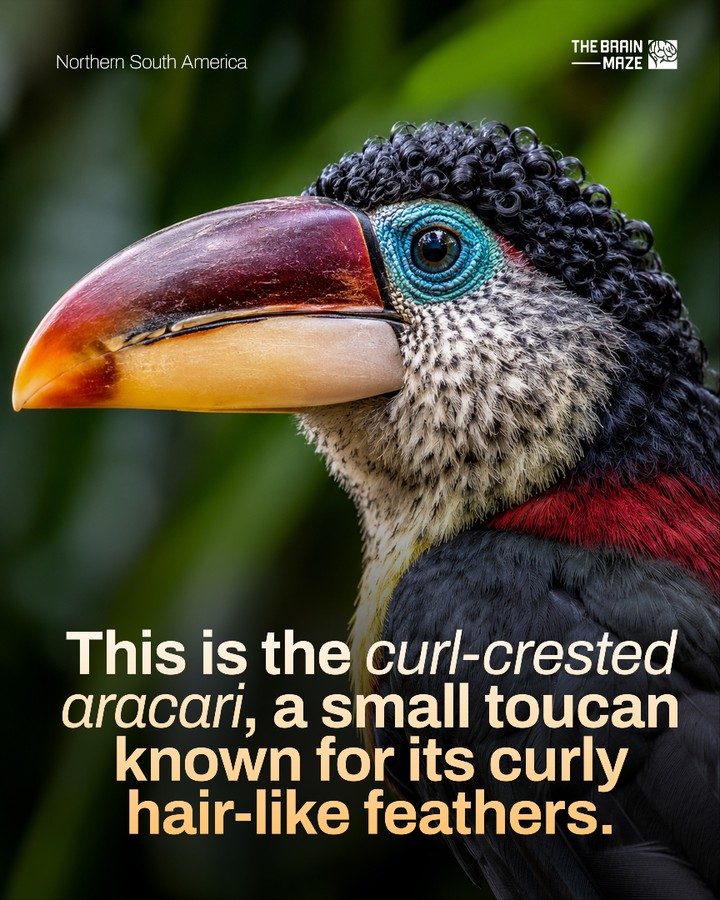 Meet the Curl-Crested Aracari: Toucans of the Rainforest