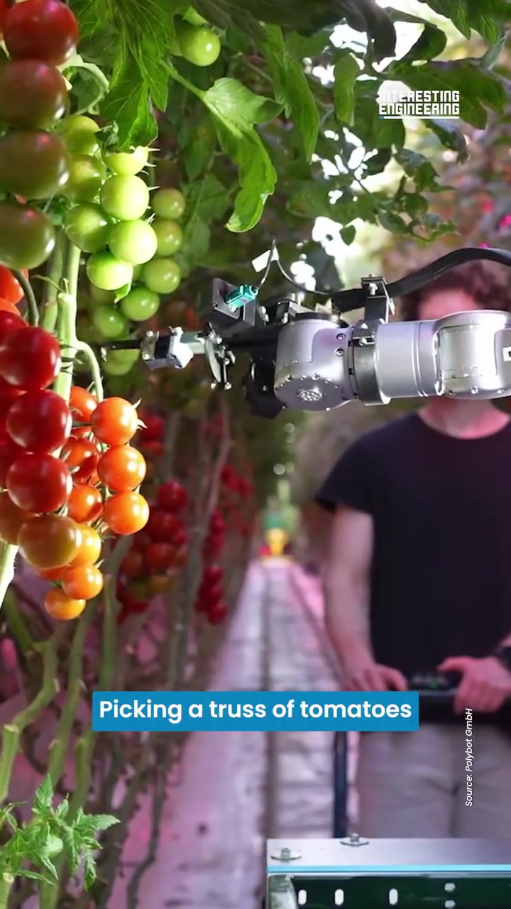 Polybot's Tomato Harvesting Robot: Greenhouse Automation