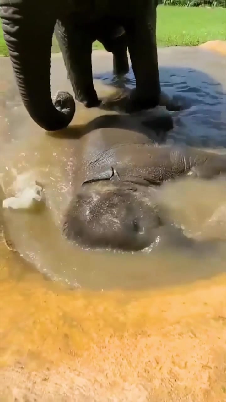 Elephant Calf Playing in Water: Heartwarming Moments