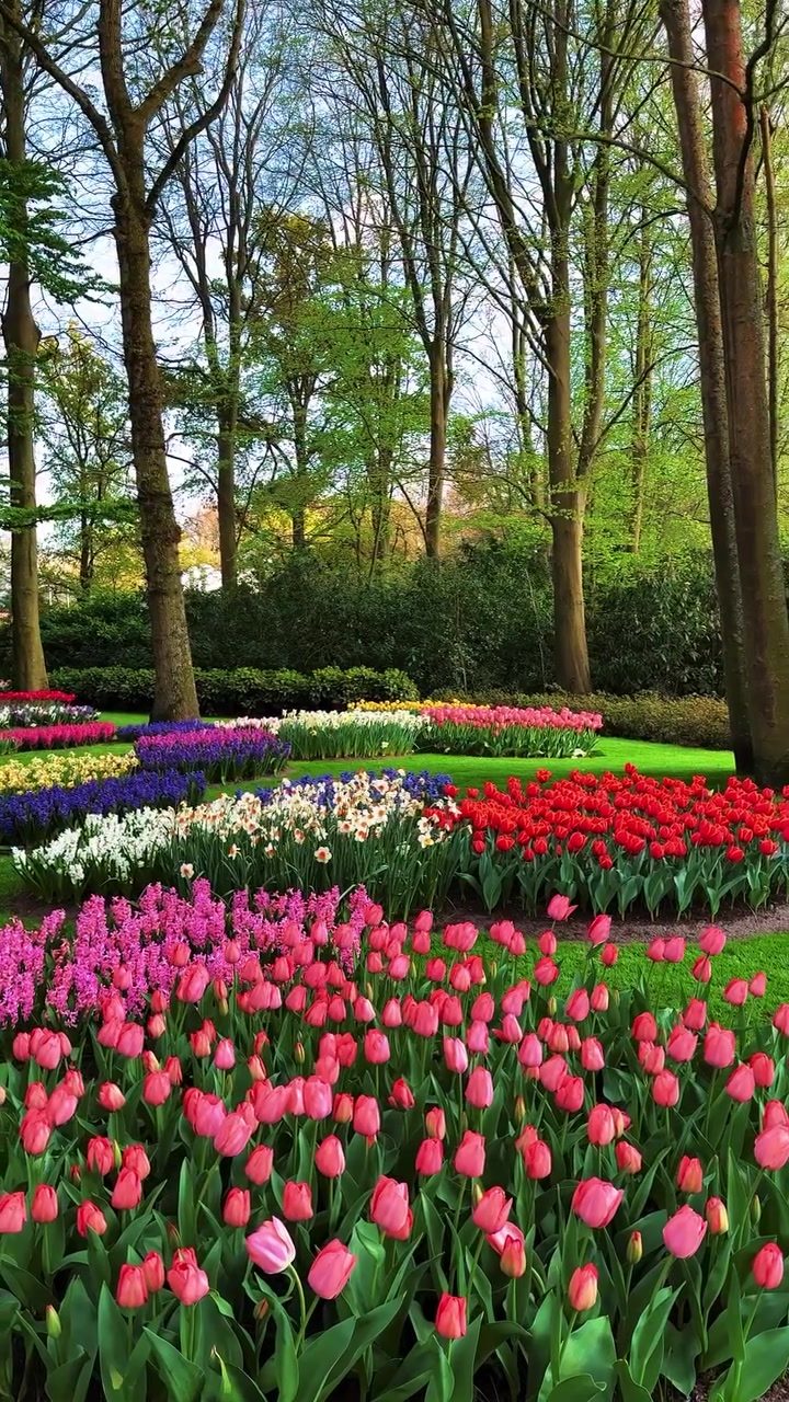 Explore the Vibrant Tulip Fields of the Netherlands