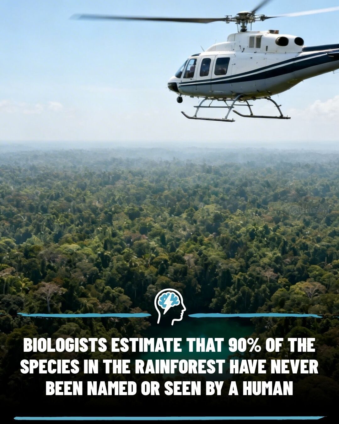 The Amazon's Unseen Life: 90% of Rainforest Species Remain Undiscovered