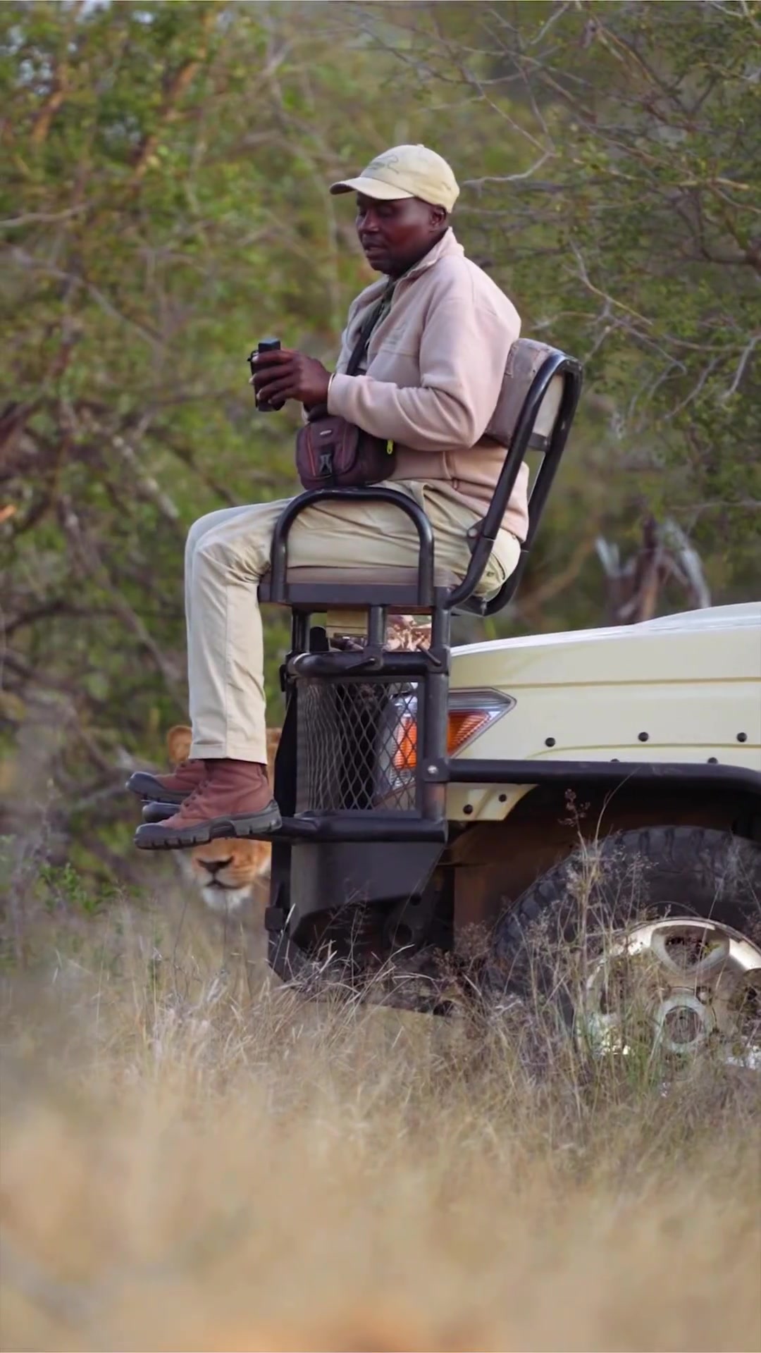 Lion Encounter: Safari Vehicle Close Call