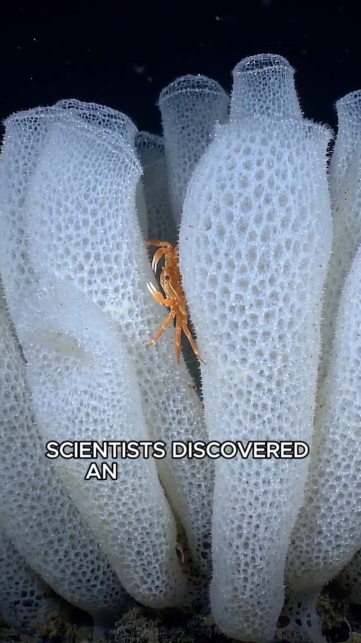 Glass Sponges: Nature's Ancient Glass Fibre-Optic Creatures