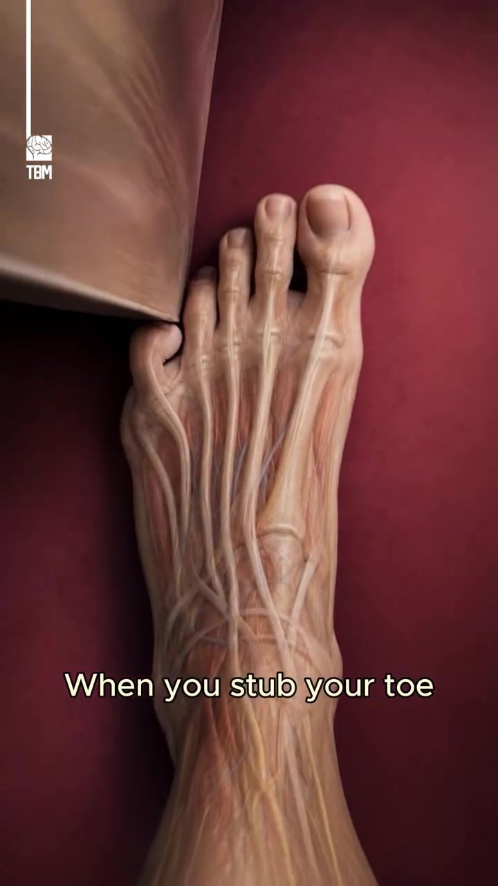 Understanding Toe Injuries: Why Stubbing Your Toe Hurts So Much