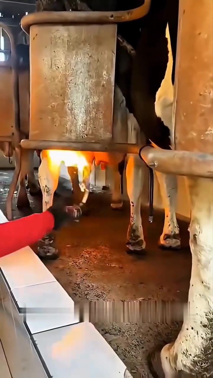 The Controversial Reason Dairy Farms Use Fire on Cows