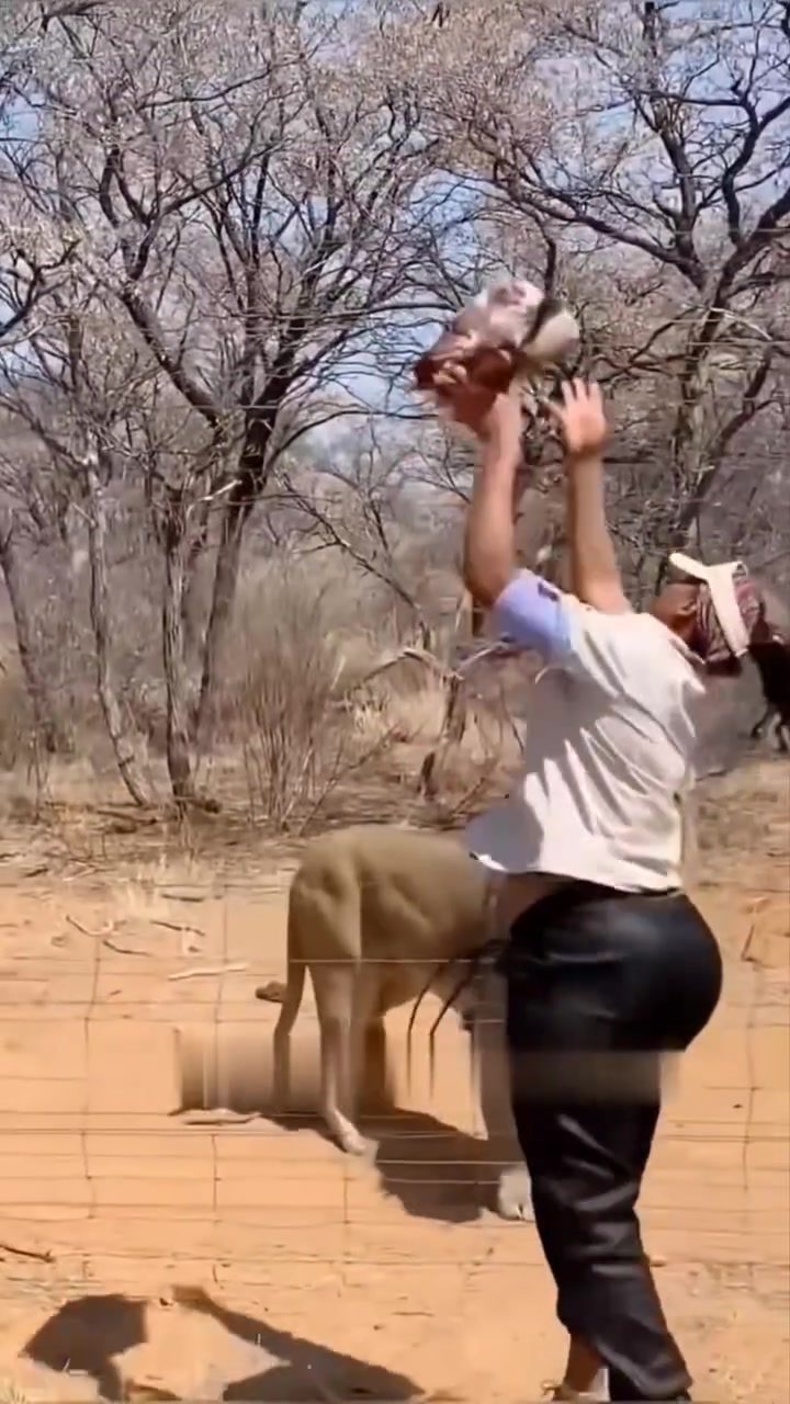 **Captive Lion Attack: Why Keeps Should Be Cautious**