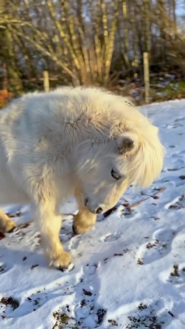 Dog Playing in Snowy Field