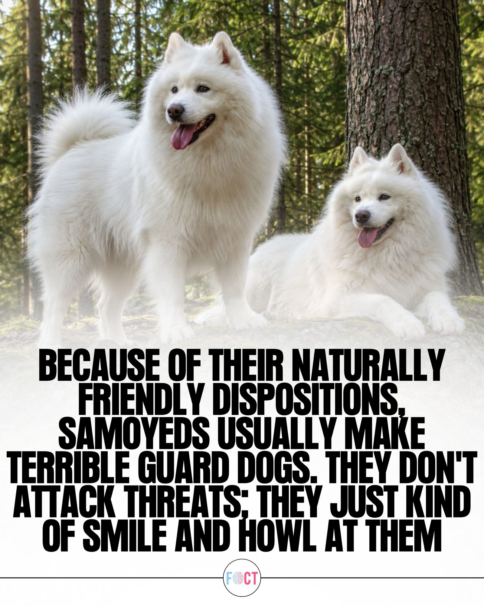 Why Samoyeds Make Poor Guard Dogs