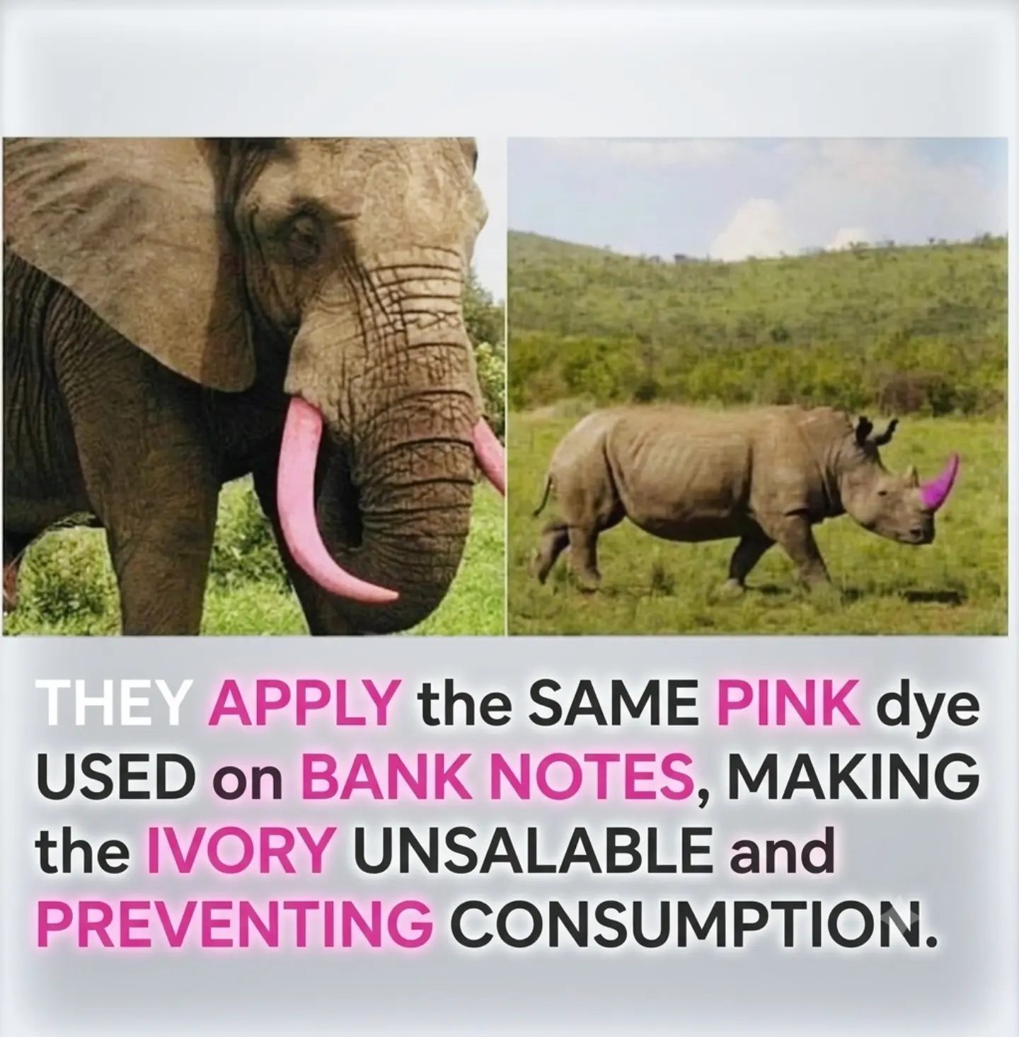 Debunking the Pink Dye Wildlife Conservation Myth