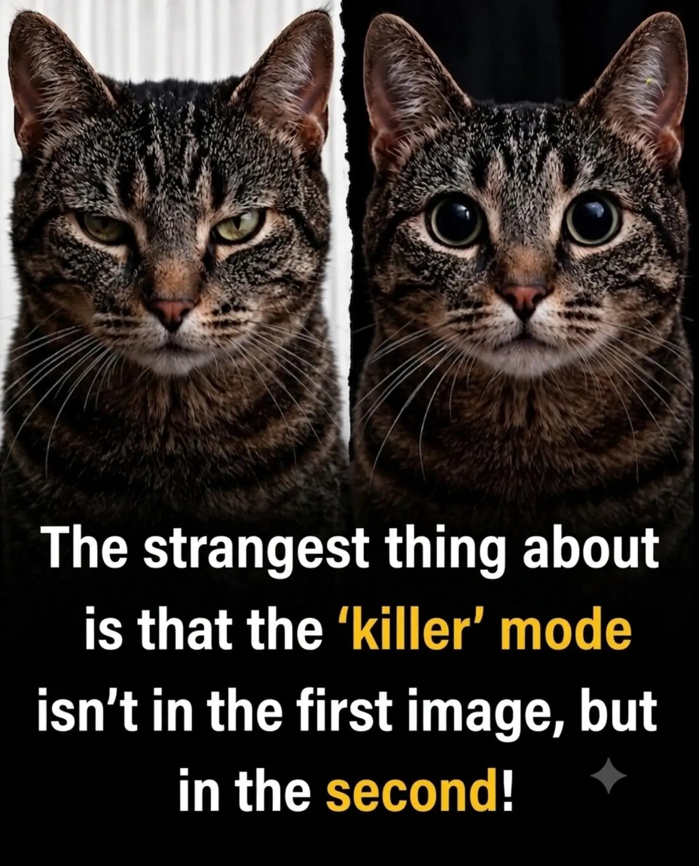 Understanding Cat Eye Dilation and Attitude