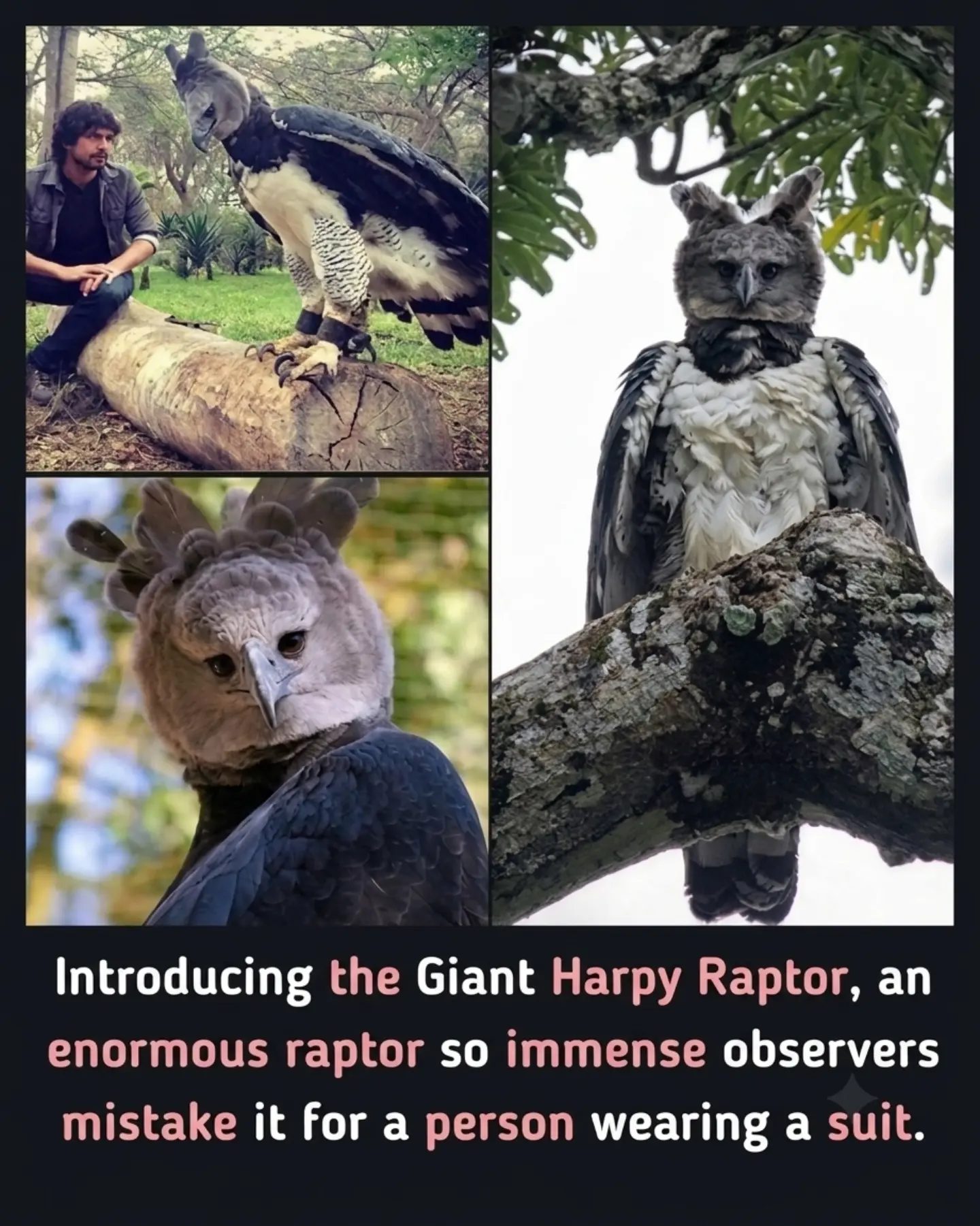Meet the Giant Harpy Raptor: A Bird Mistaken for Humans