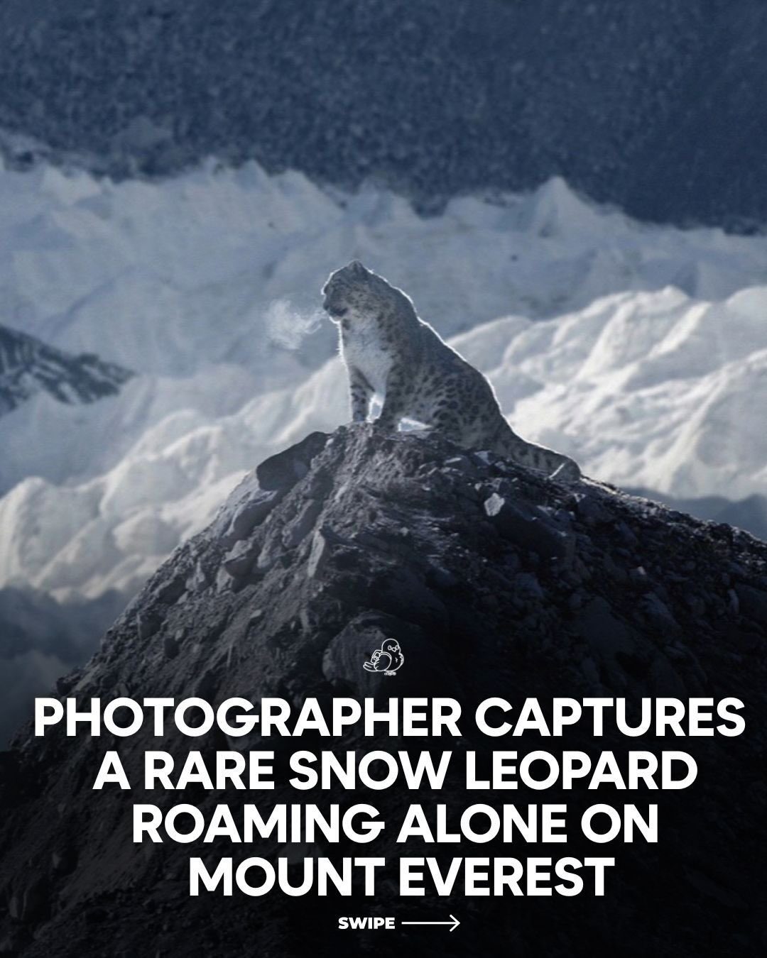 Rare Snow Leopard Encounter at 5,486m on Mount Everest
