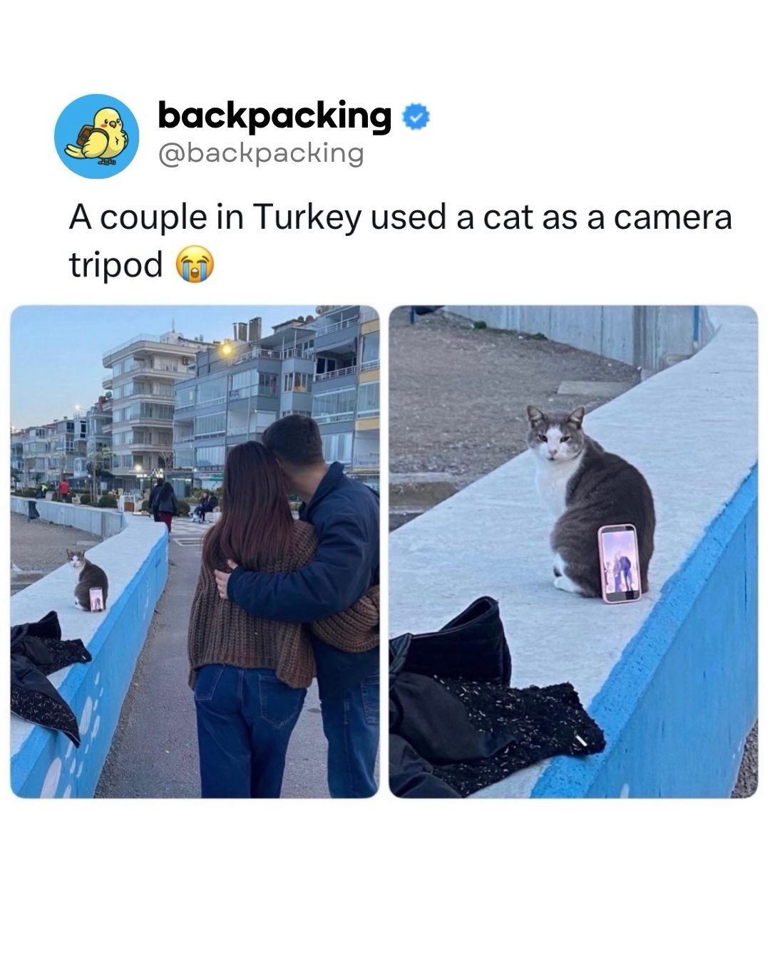 Cat Saves Engagement Photoshoot in Turkey