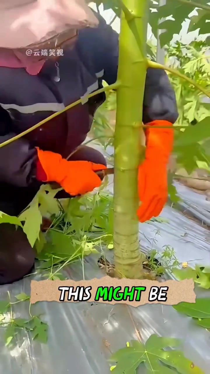 Papaya Farming Secret: Bending Trees for Better Harvests
