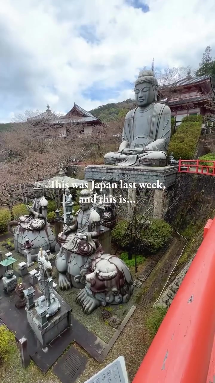 Japan's Seasons: Cherry Blossoms at Kamakura Buddha