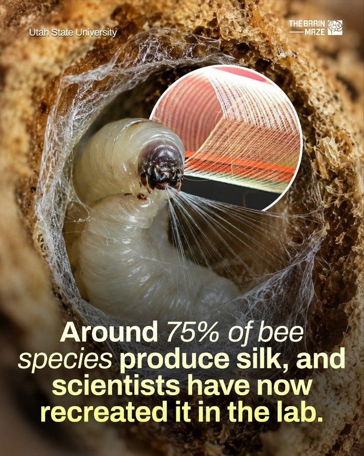 The Potential of Bee Silk: Strong and Sustainable