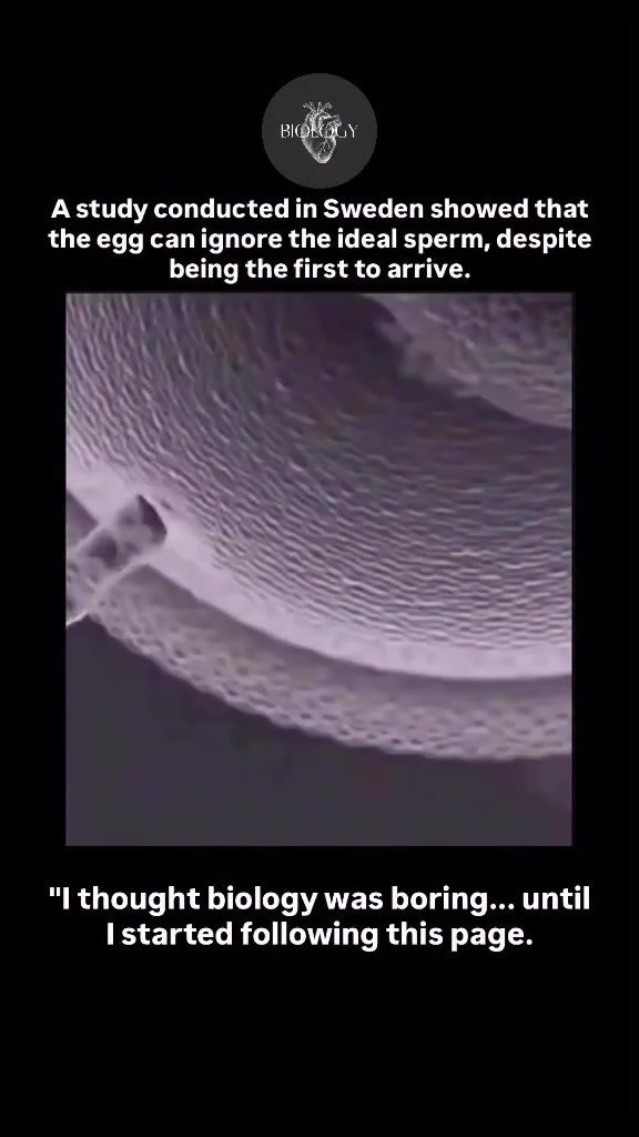 The Egg's Active Role in Fertilization: New Insights