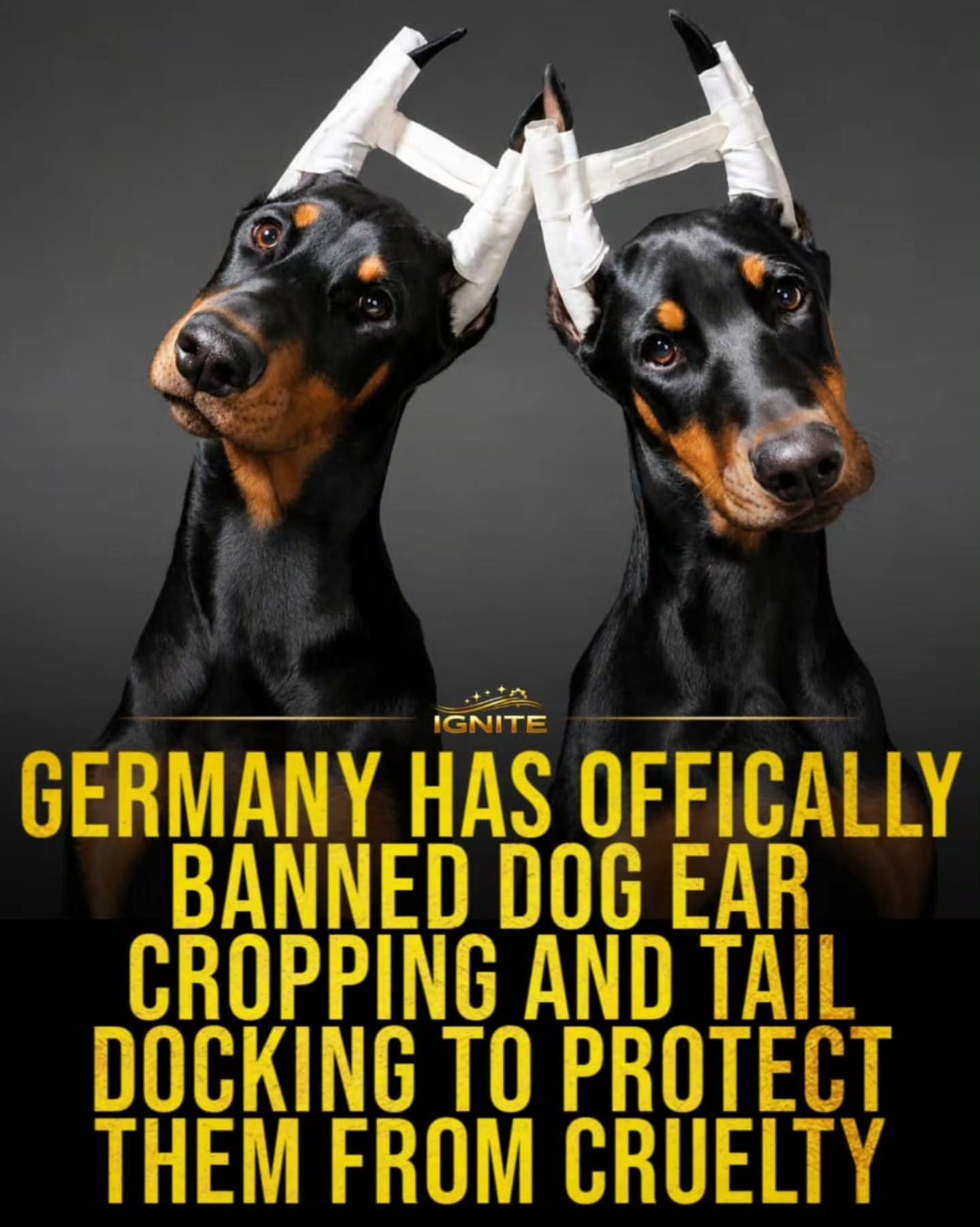 Germany's Dog Ear Cropping and Tail Docking Ban: What You Need to Know