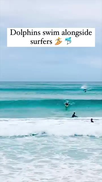 Dolphins and surfers share a magical ocean moment
