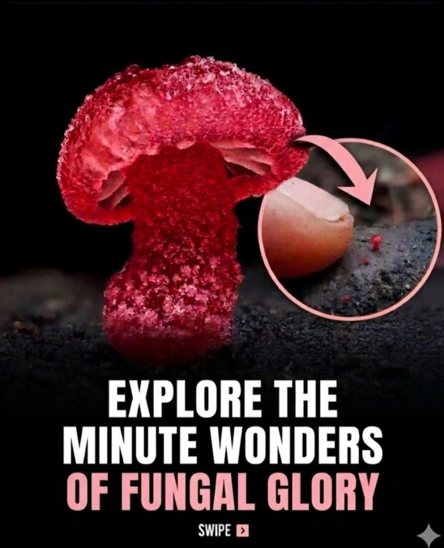 The Enchanting World of Tiny Fungi